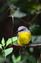 An eastern yellow robin in an Australian rainforest