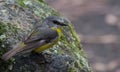 Eastern Yellow Robin Australian native bird