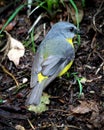 Eastern Yellow Robin, rear view