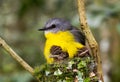 Eastern Yellow Robin Royalty Free Stock Photo