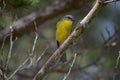 Eastern Yellow Robin