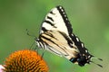 Eastern Yellow Tiger Swallowtail Butterfly on Cone flower Royalty Free Stock Photo