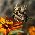 Eastern yellow tiger swallowtail butterfly. Royalty Free Stock Photo