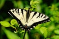 Eastern Yellow Tiger Swallowtail Butterfly Royalty Free Stock Photo