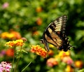 Eastern yellow tiger swallowtail butterfly. Royalty Free Stock Photo