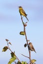 Eastern Yellow Wagtail and Common Redpoll on a summer evening in Siberia