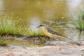 Eastern Yellow Wagtail, small passerine bird in yellow standing Royalty Free Stock Photo