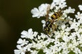 Eastern Yellowjacket - Vespula maculifrons Royalty Free Stock Photo