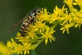 Eastern Yellowjacket - Vespula maculifrons Royalty Free Stock Photo