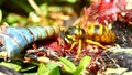 Eastern Yellowjacket Eating Snake