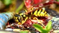 Eastern Yellowjacket Eating Snake