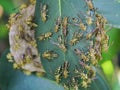 Eastern Yellowjacket paper wasps hive in green leaf plant tree Royalty Free Stock Photo