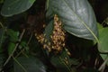 Eastern Yellowjacket paper wasps hive in green leaf plant tree Royalty Free Stock Photo