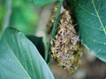 Eastern Yellowjacket paper wasps hive in green leaf plant tree Royalty Free Stock Photo