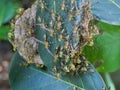 Eastern Yellowjacket paper wasps hive in green leaf plant tree Royalty Free Stock Photo