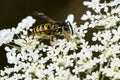 Eastern Yellowjacket - Vespula maculifrons