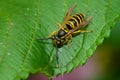 Eastern Yellowjacket - Vespula maculifrons Royalty Free Stock Photo