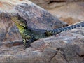 EasternWater Dragon