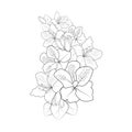 easy azalea flower drawing. outline azalea drawing, botanical azalea drawing