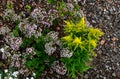 Easy, bushy, compact perennial. Green leaves. Yellow lath flowers, composed of small flowers, suitable for cutting and drying. Use