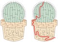 Easy cactus maze Royalty Free Stock Photo