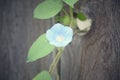 Pale blue morning glory centered on a weathered fence.