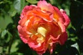 Easy Does It variety rose yellow peach color