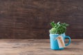 Easy handmade home decoration with succulents in blue mug