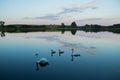 Lake with swans reeds forest and bridge at calm eavening summer day Royalty Free Stock Photo