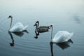 Lake with swans reeds forest and bridge at calm eavening summer day Royalty Free Stock Photo