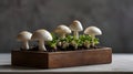 Easy Mushroom Growing Setup for Home Gardeners Royalty Free Stock Photo