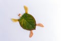 Easy nature craft for kids, turtle made from leaves