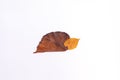 easy nature craft for kids, turtle made from leaves, ideas for autumn craft