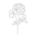 Easy sketch art of ranunculus, Buttercup, flower, line art ranunculus, Buttercup, coloring page and book isolated image clip art Royalty Free Stock Photo