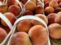 Baskets of Peaches Royalty Free Stock Photo