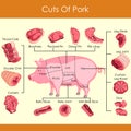 Vector illustration of different cuts of Pork