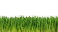 Easy to extend, seamless, fresh grass isolated on white background Royalty Free Stock Photo