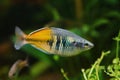 Boeseman`s rainbowfish, Melanotaenia boesemani, endemic of Ayamaru lakes, West Papua