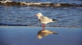 Way Of Life One Seagull On Baltic Seaside Royalty Free Stock Photo