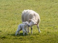 An Easycare breed ewe nuzzles her newborn lamb, just afew hours old. Royalty Free Stock Photo