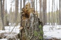 Eat the bark of trees elk in the forest in winter