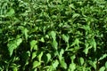 Common nettle aka urtica dioica, very widespread healthy herb in Czech republic.