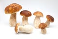 Eatable mushrooms Royalty Free Stock Photo