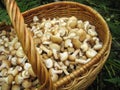 Eatable mushrooms in the big basket Royalty Free Stock Photo