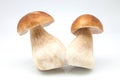 Eatable mushrooms joined Royalty Free Stock Photo