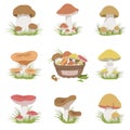 Eatable Mushrooms Realistic Drawings Set