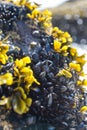 Eatable mussels on a beach and sea, shells