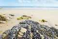 Eatable mussels on rocks Royalty Free Stock Photo