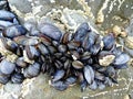 eatable mussels on a stones