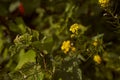 Eatable Winter Cress Is A Yellow Wild Flower. Close-up